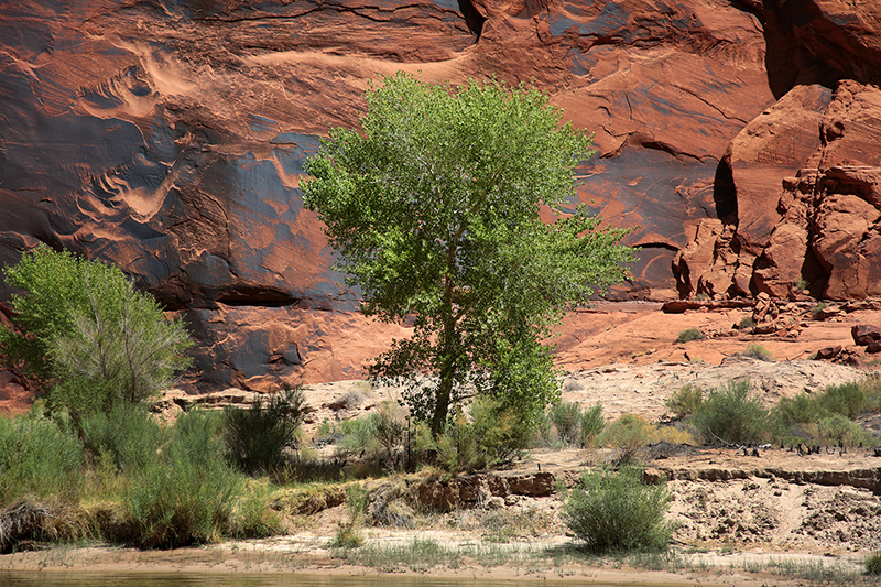 Colorado Rafting : Arizona : Arizona Landscapes : Landscape Photos : Richard Moore : Photographer